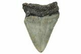 Juvenile Megalodon Tooth - North Carolina #272369-1